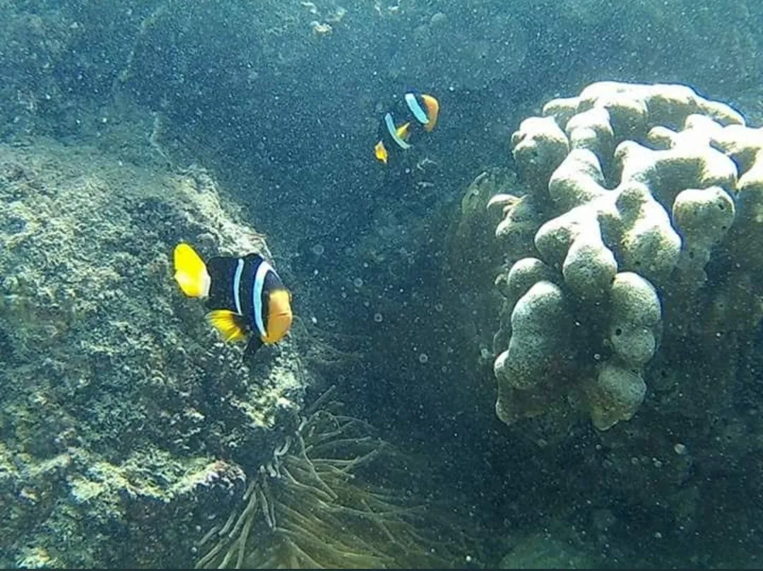 Clownfish swimming beside coral at Angel Rock, Trincomalee, Sri Lanka