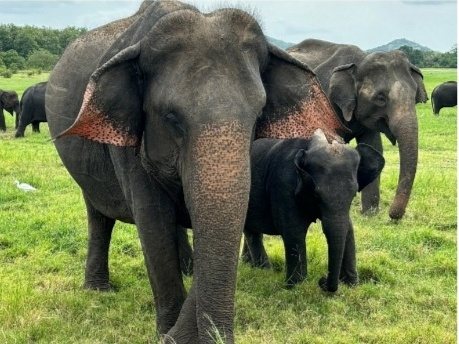 Close-up of an Asian elephant matriarch with pink-freckled ears and her calf