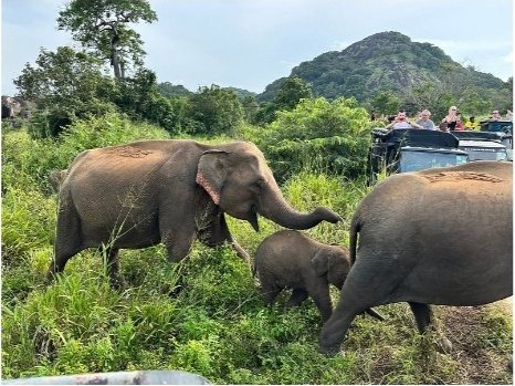 An elephant family feeding in tall grass on an evening safari near Habarana
