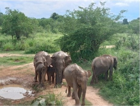Elephants on the safari track near Habarana on the two-park combo drive