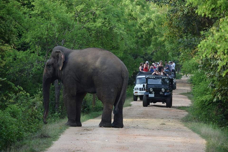 A bull elephant crossing the track in front of safari jeeps in Kaudulla National Park