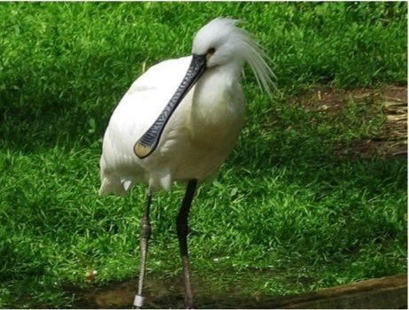 A Eurasian spoonbill wading on the grassy bank of the Kaudulla tank