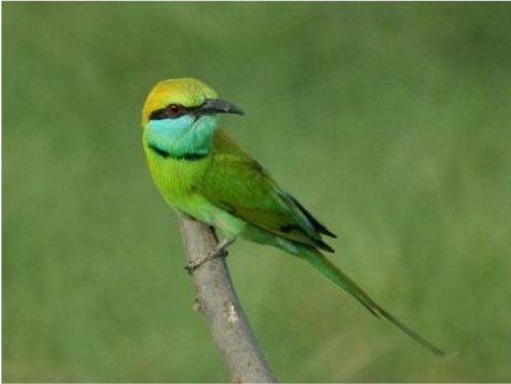 A green bee-eater perched on a thin branch in Kaudulla National Park