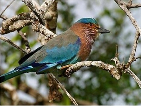 An Indian roller perched on a bare branch in Kaudulla National Park