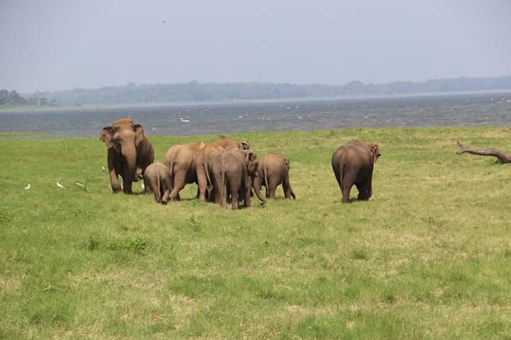 A family of elephants beside the Kaudulla tank on a morning safari