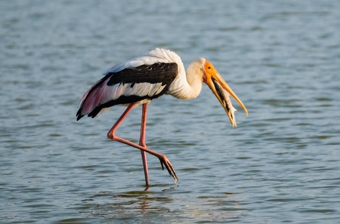 A painted stork catching a fish in the shallows of the Kaudulla tank