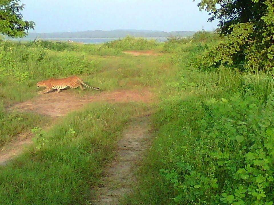 A Sri Lankan leopard sitting in dry grass in Kaudulla National Park
