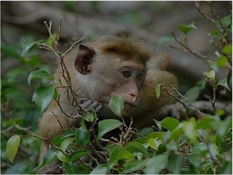 A toque macaque, endemic to Sri Lanka, sitting in foliage at Kaudulla