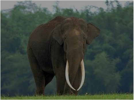 A large Sri Lankan tusker elephant