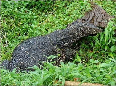 A land monitor lizard in the grass at Kaudulla National Park