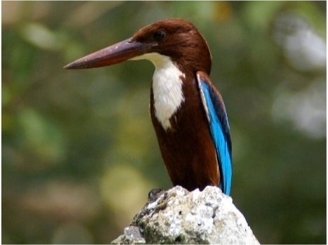 A white-throated kingfisher perched on a rock at Kaudulla