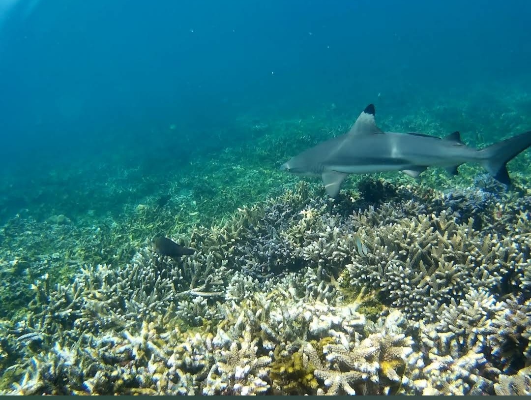Blacktip reef shark swimming over the coral reef at Pigeon Island National Park