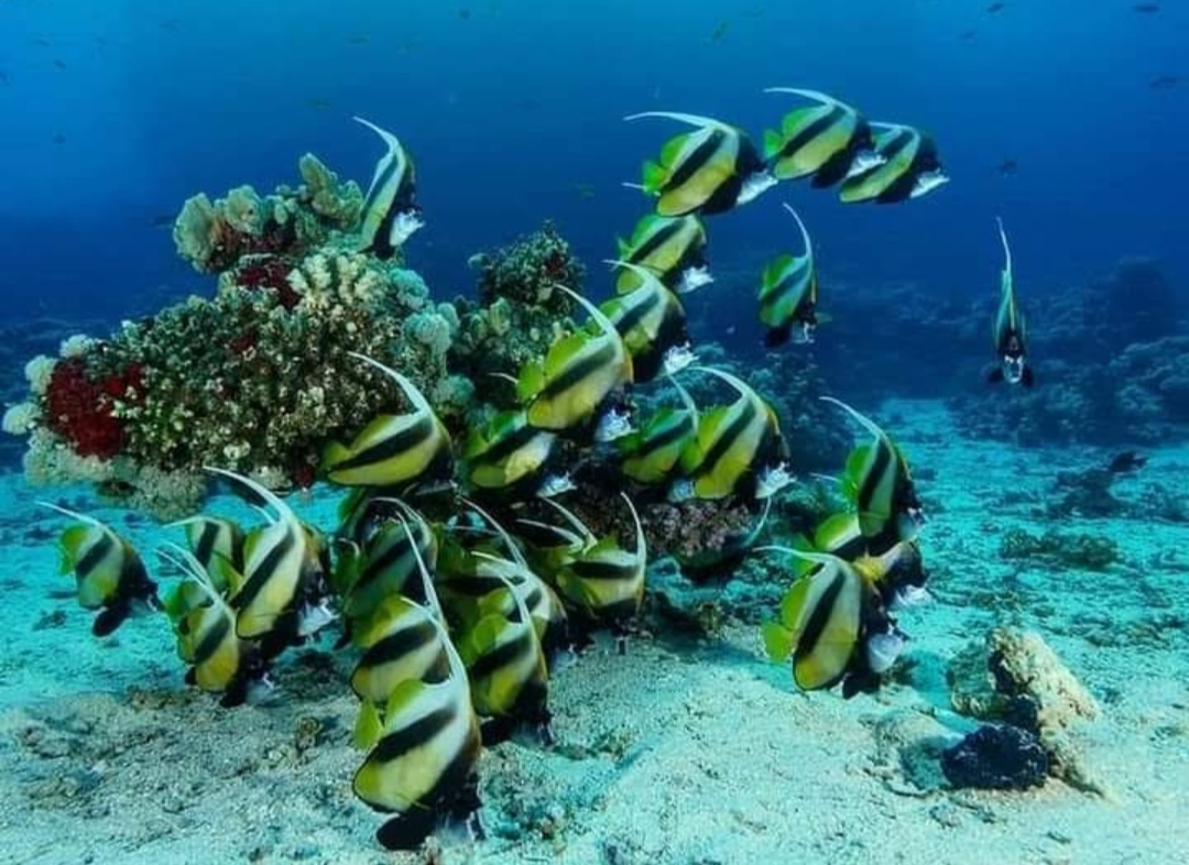 School of banner fish around a coral head in the clear waters of Pigeon Island