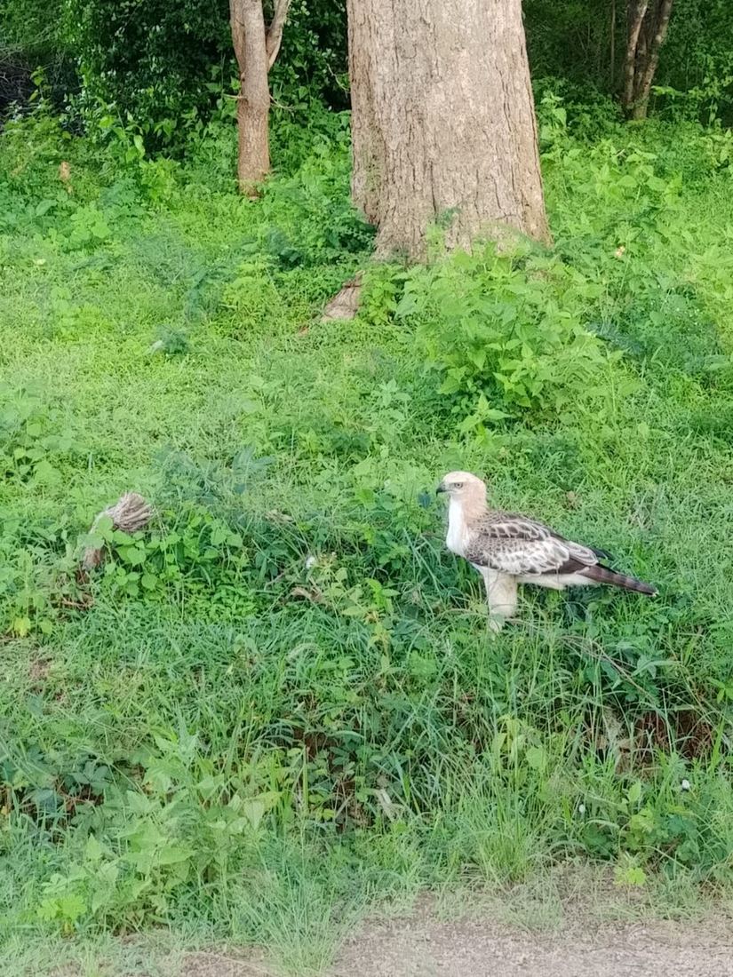 A changeable hawk-eagle standing in grass beside a track at Udawalawe National Park
