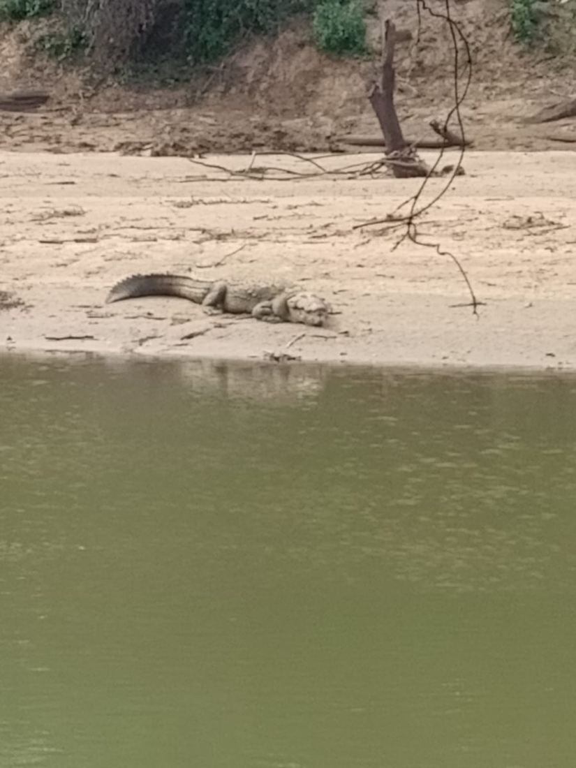 A crocodile basking on a sand bank on the far side of the Walawe river