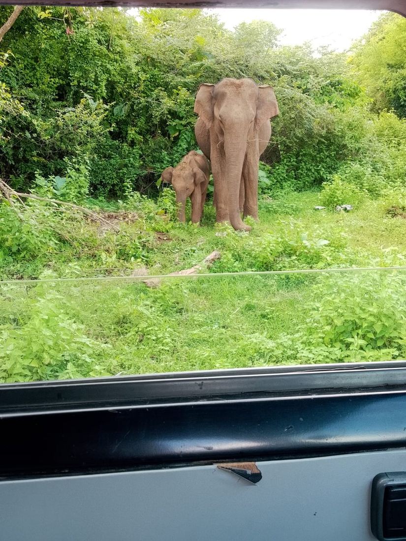 An elephant mother and her calf seen from the jeep on a morning safari at Udawalawe