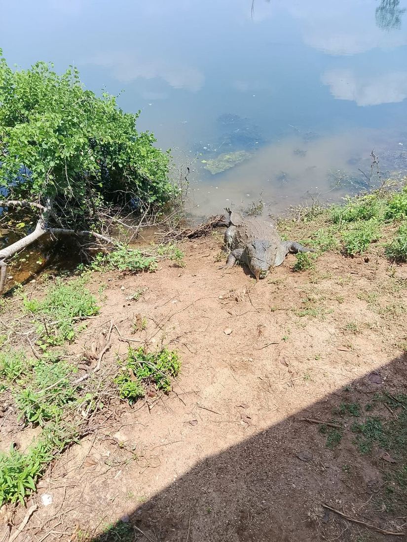 A mugger crocodile basking on the grassy bank of the Udawalawe reservoir