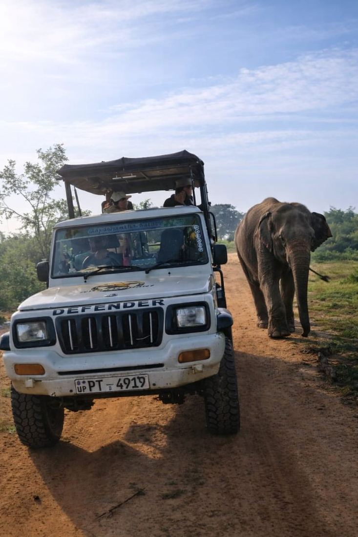 A wild elephant walking past a Pigeon Island Tours safari jeep at Udawalawe