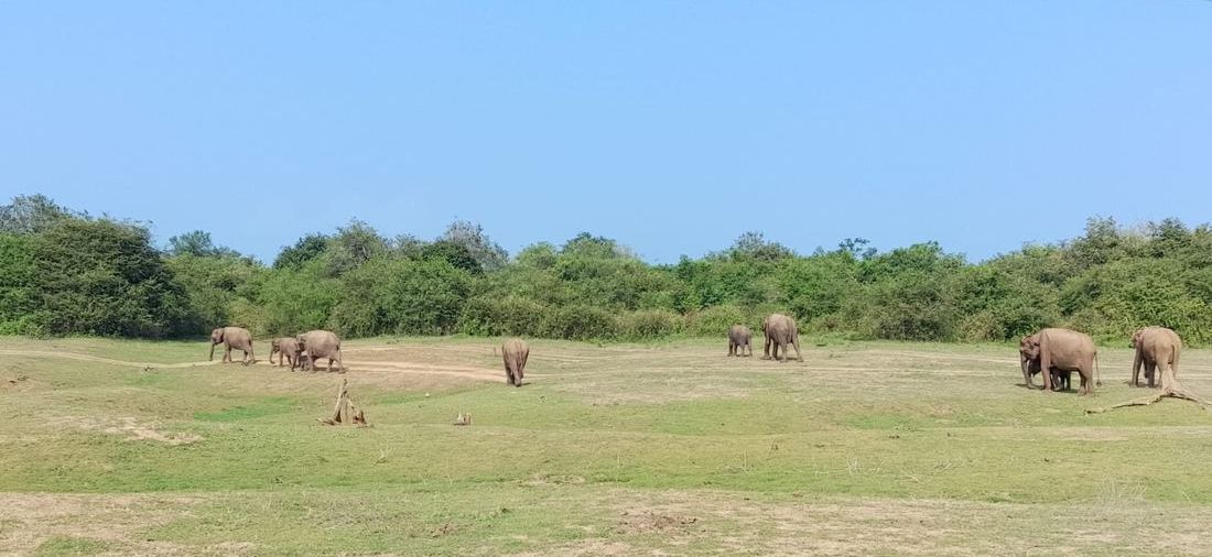 A herd of wild Asian elephants spread across the open grassland at Udawalawe National Park, Sri Lanka