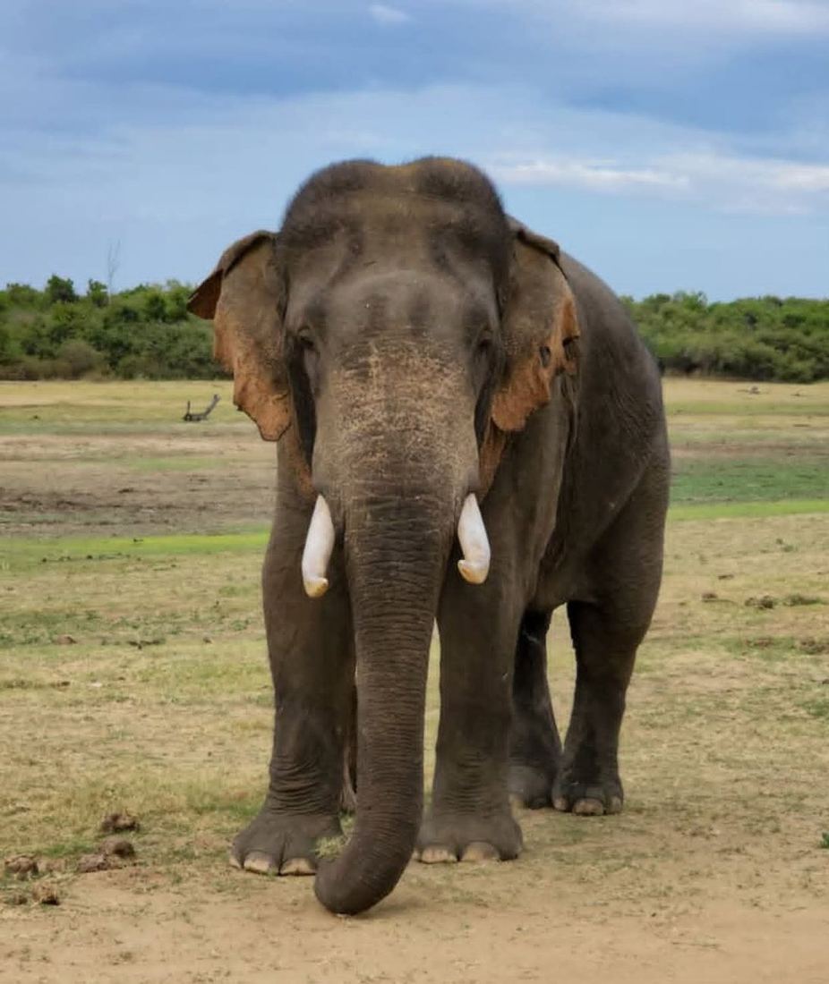 A large Sri Lankan tusker elephant standing head-on in the open at Udawalawe