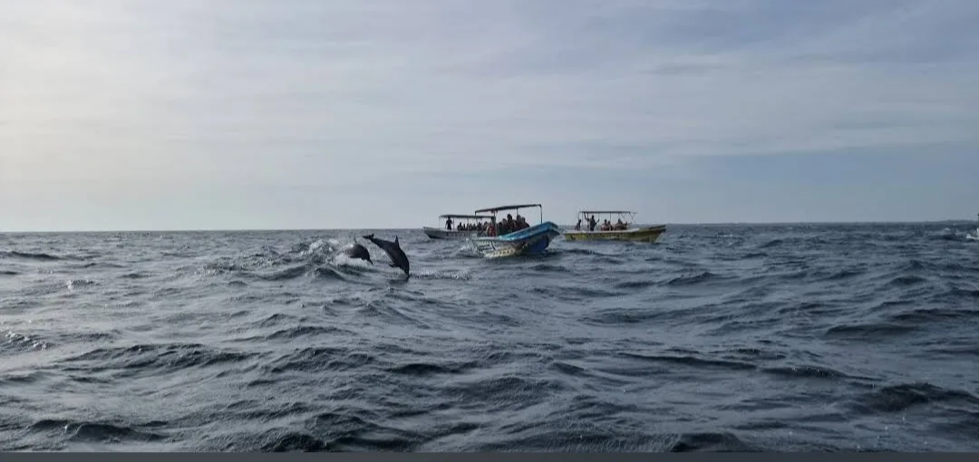 Shared dolphin watching boats with spinner dolphins jumping off Trincomalee