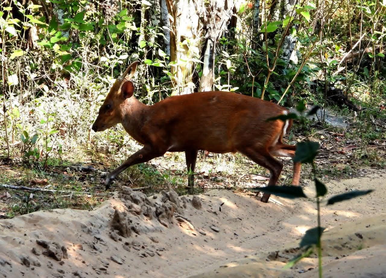 A red muntjac, or barking deer, crossing a sandy track in Wilpattu