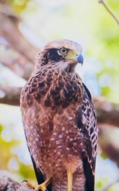 A crested serpent eagle perched in a tree at Wilpattu