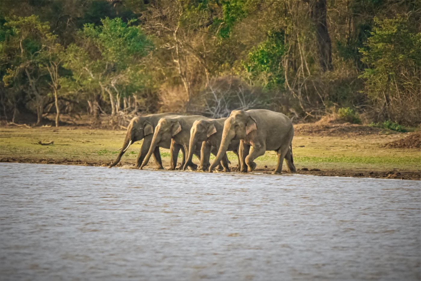 A herd of wild elephants walking the edge of a villu in Wilpattu National Park
