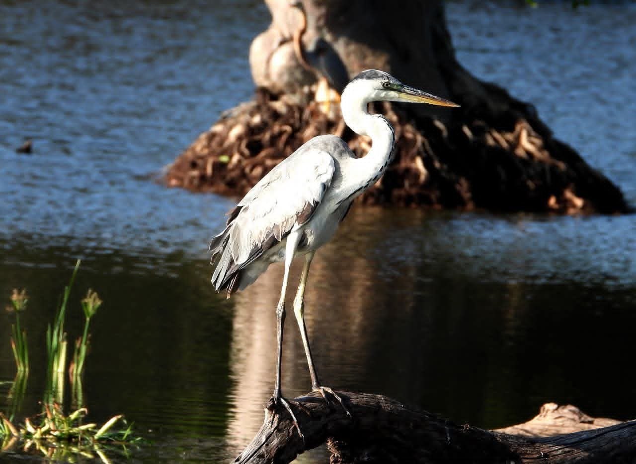 A grey heron standing on a log at the edge of a villu