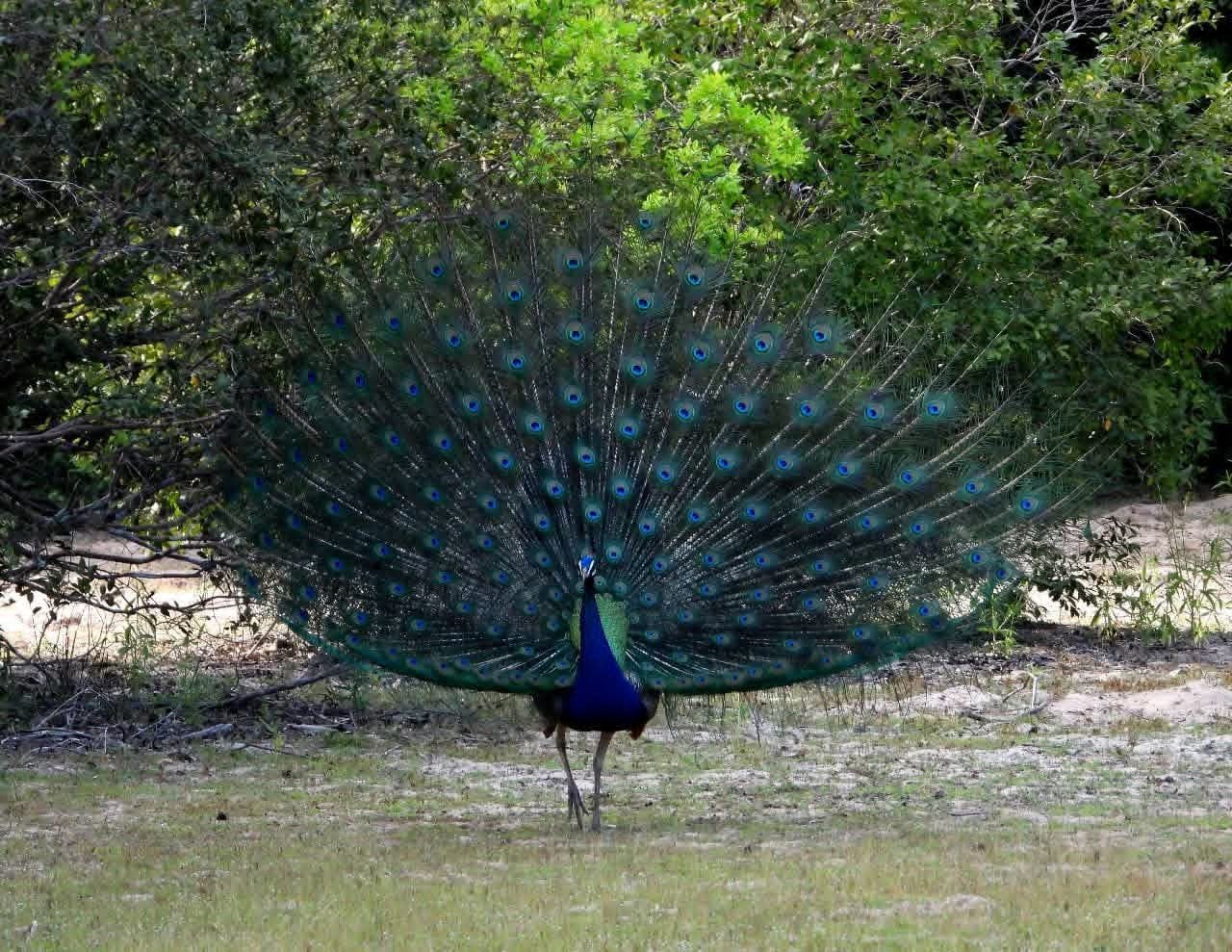 An Indian peafowl in full display at Wilpattu National Park