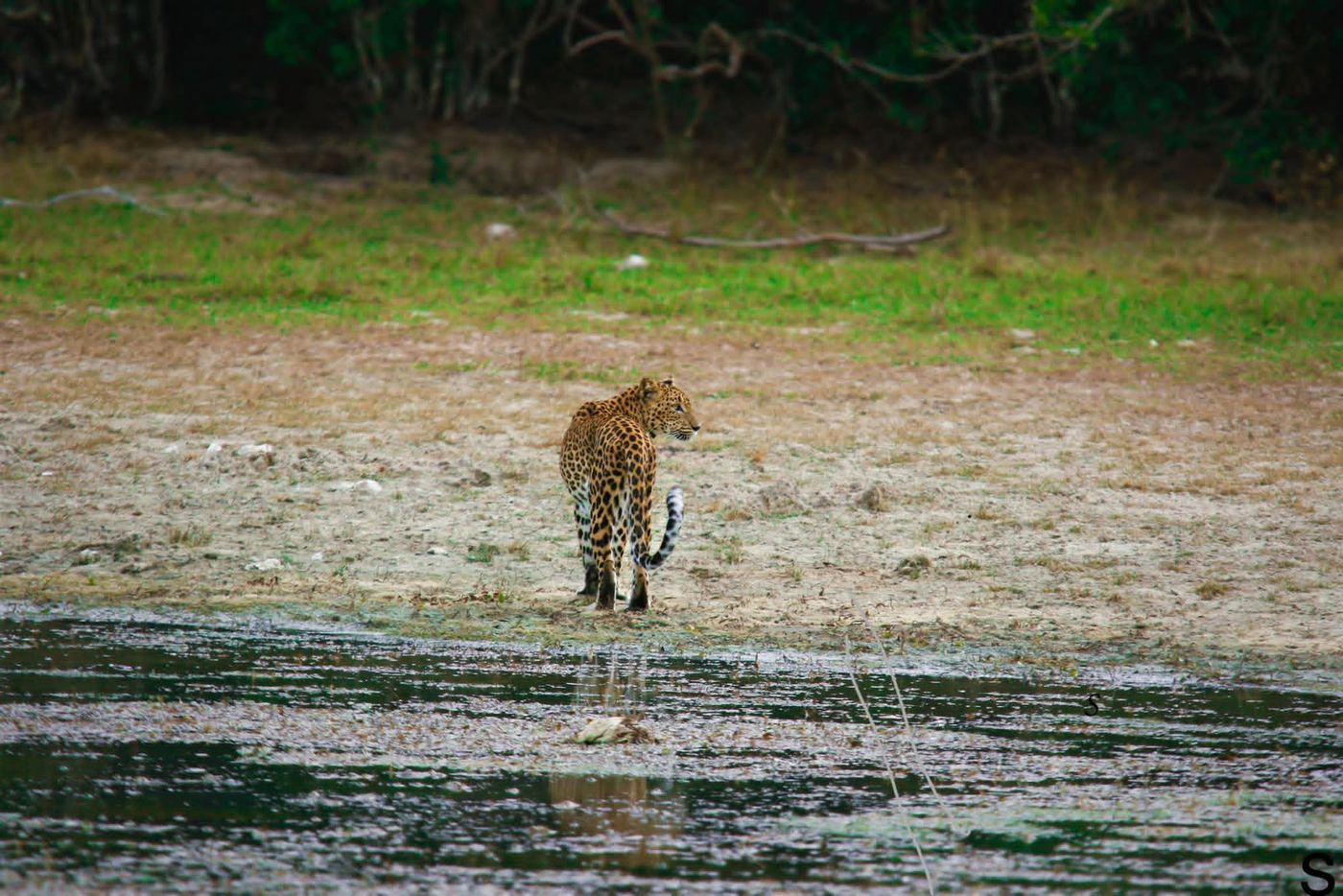 A leopard at the edge of a villu on a full day safari in Wilpattu National Park