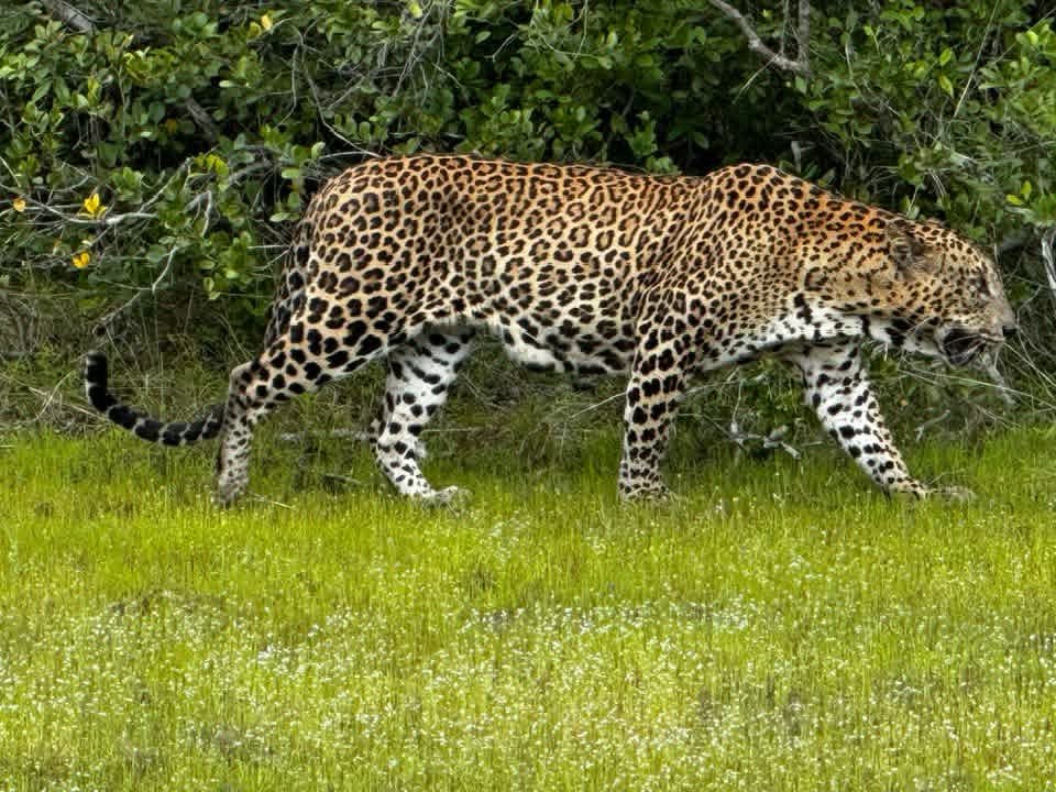 A leopard walking through open grassland on an evening safari in Wilpattu