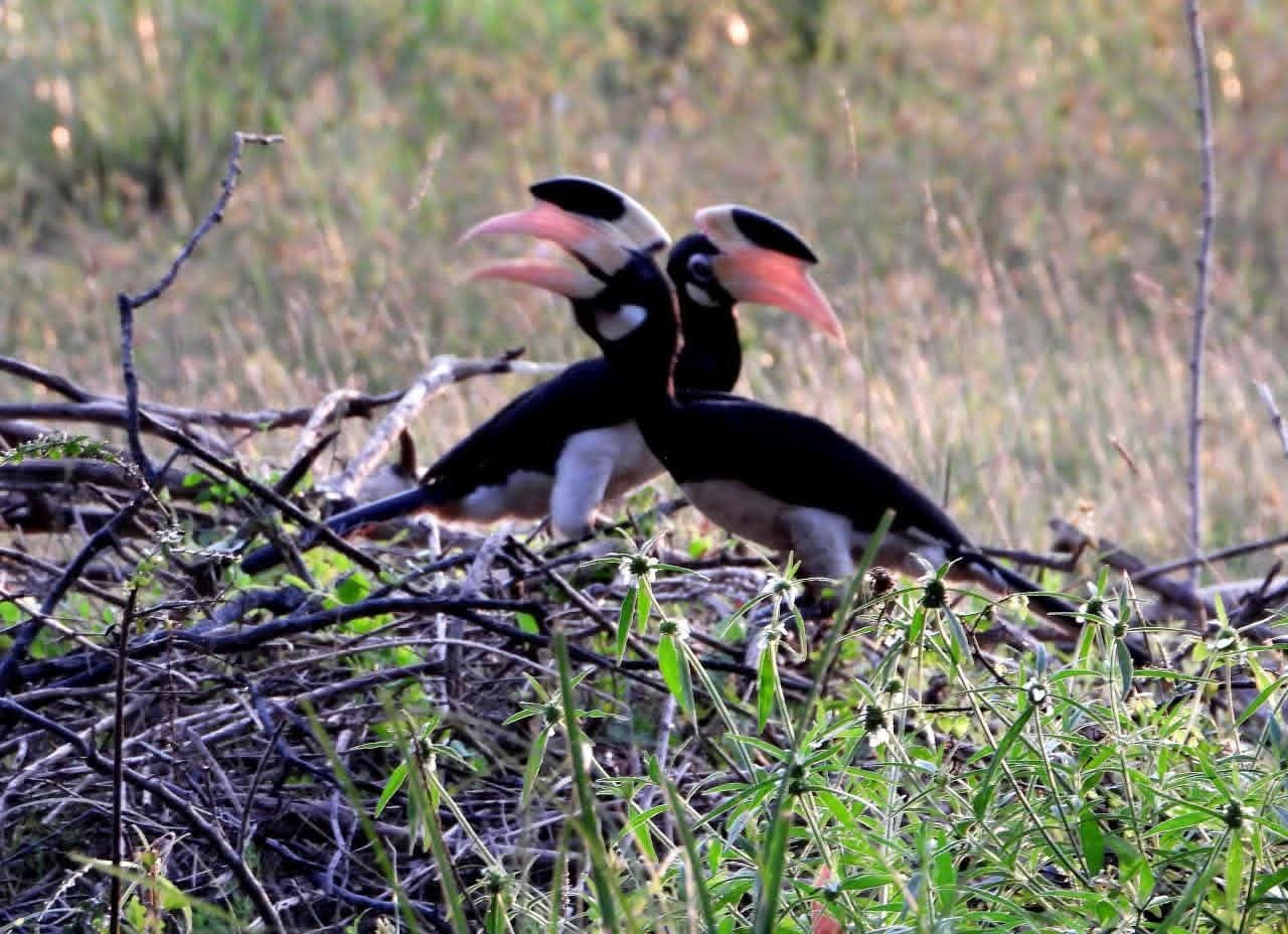 A pair of Malabar pied hornbills in the scrub at Wilpattu National Park