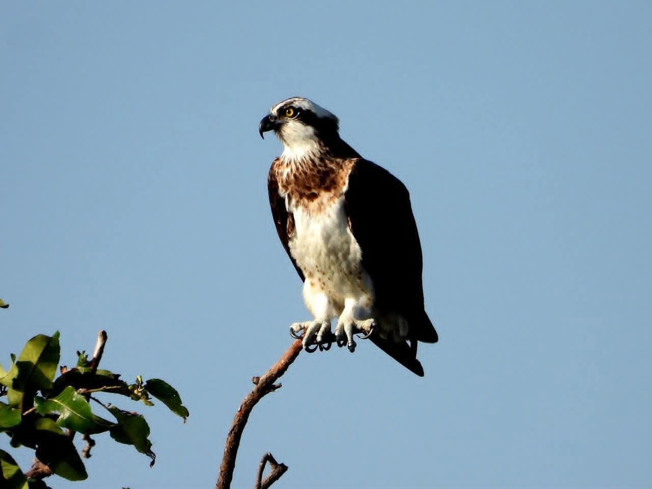 An osprey perched on a bare branch above a villu at Wilpattu