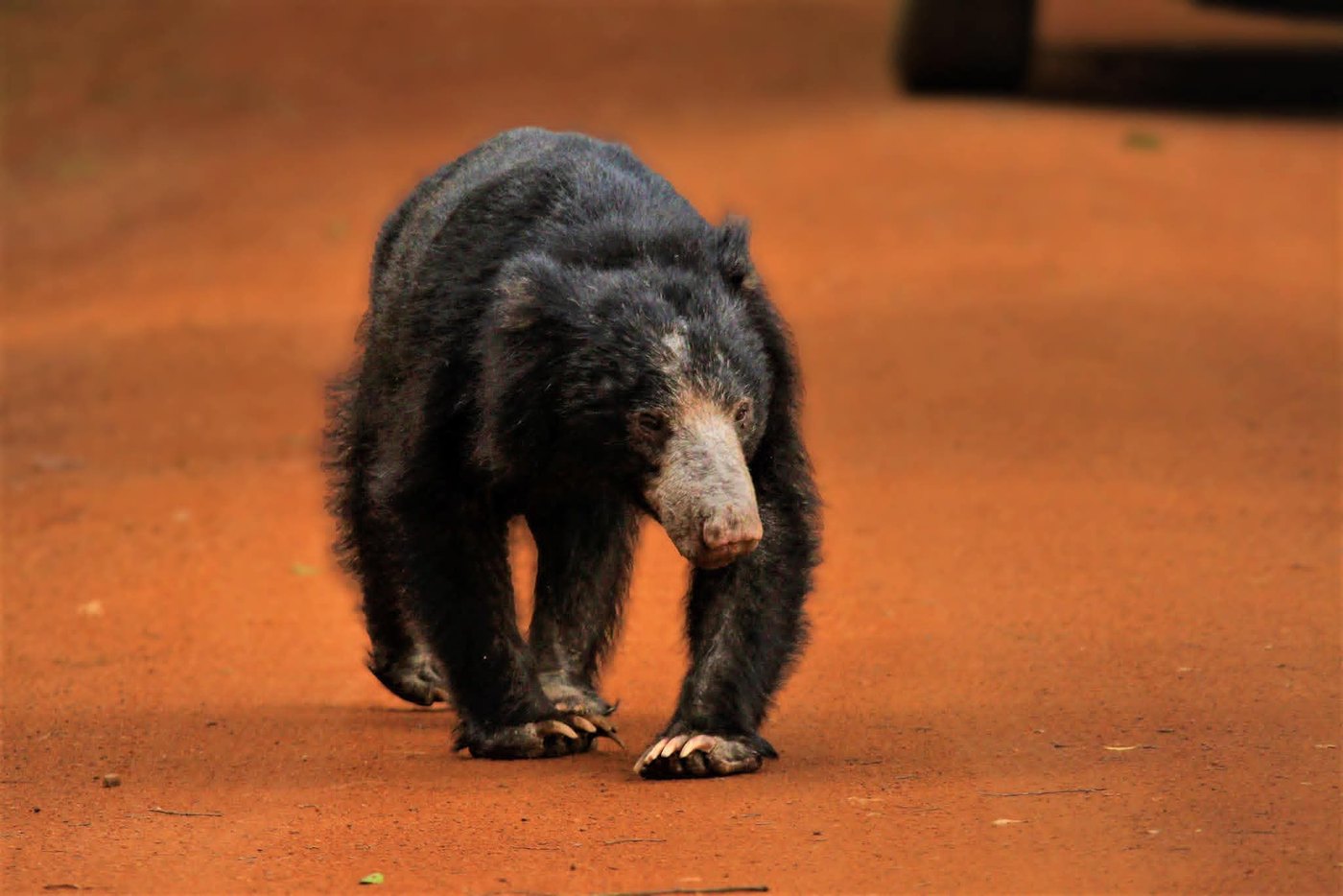 A sloth bear walking along a red earth track in Wilpattu National Park