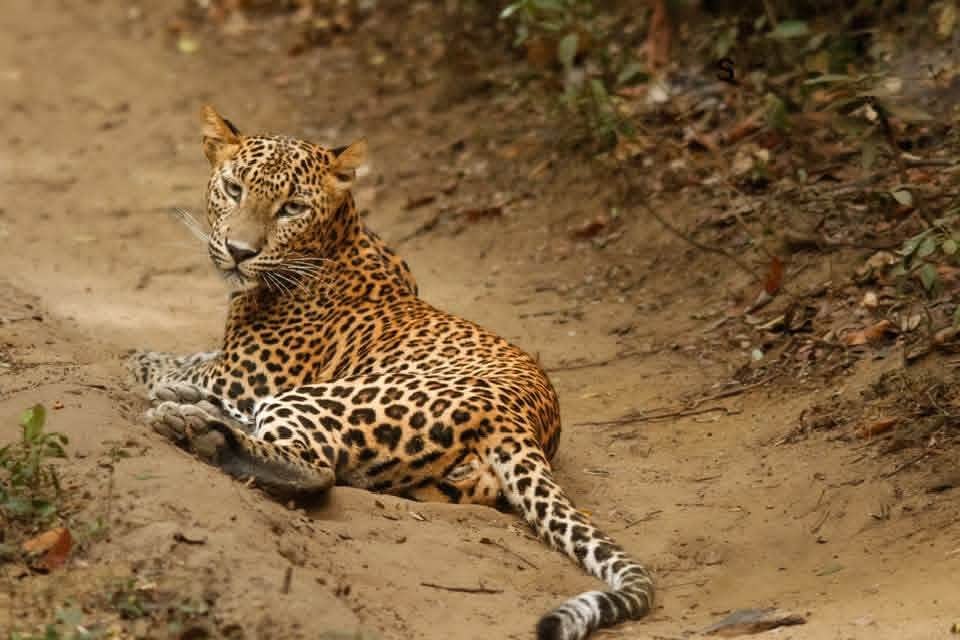 A Sri Lankan leopard resting on a sandy track during a morning safari in Wilpattu