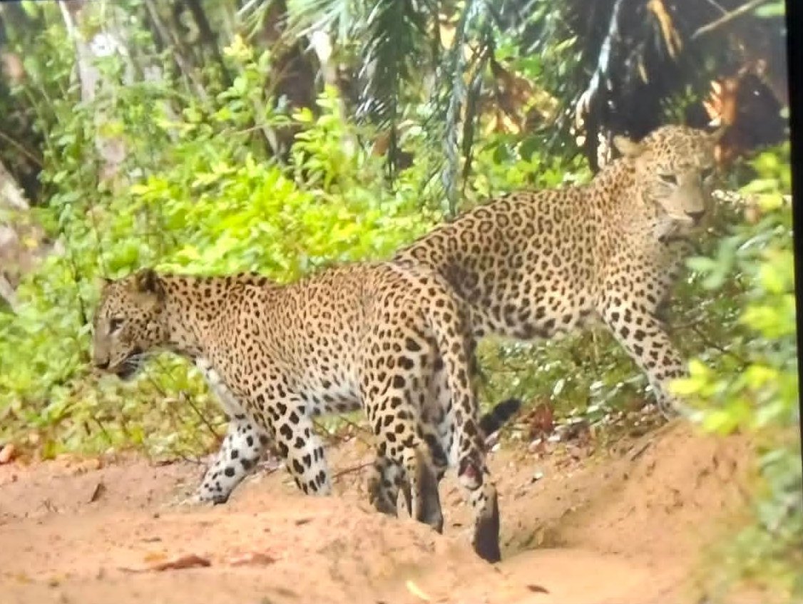 Two Sri Lankan leopards walking together on a track in Wilpattu