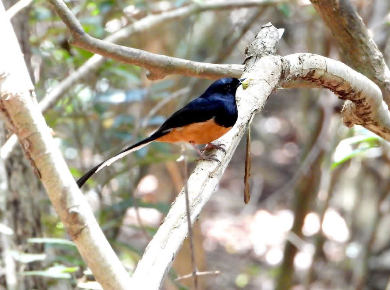 A white-rumped shama with an insect in its bill at Wilpattu