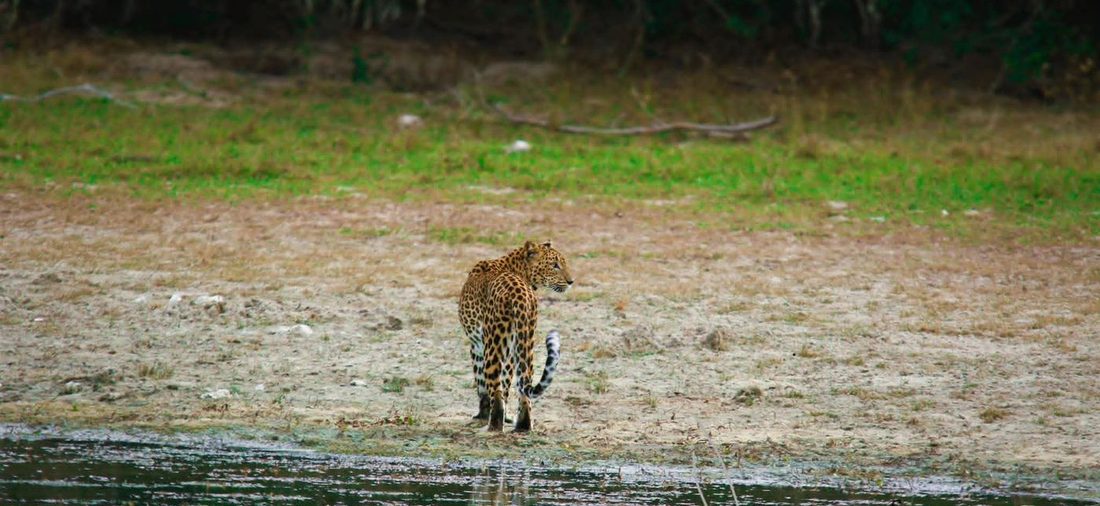 A Sri Lankan leopard standing at the edge of a villu in Wilpattu National Park, Sri Lanka