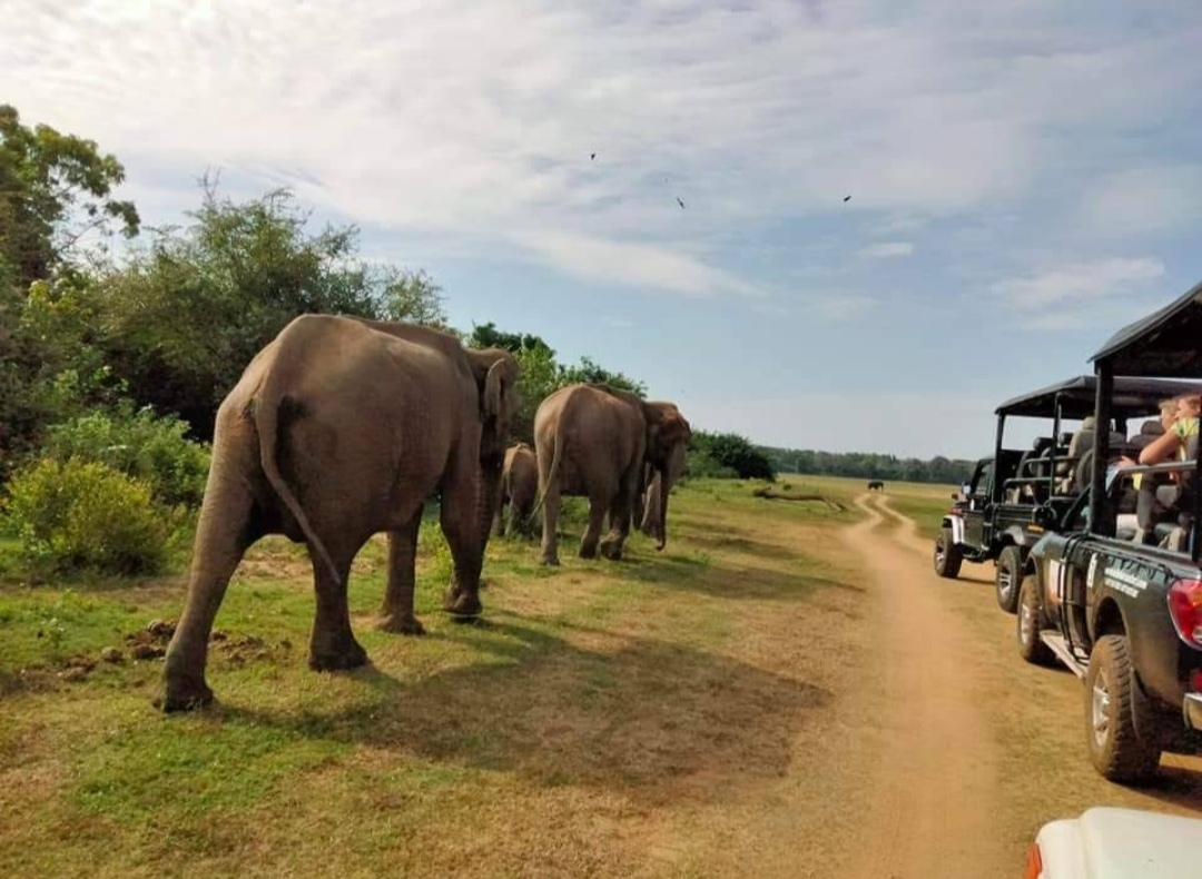 Sri Lanka Safari