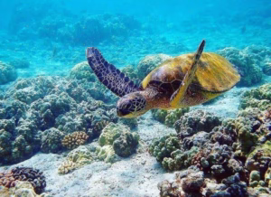Pigeon Island Snorkeling Trip for SAARC Visitors Nilaveli