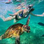Snorkeling with Turtle Mirissa