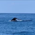 Whale Watching Mirissa